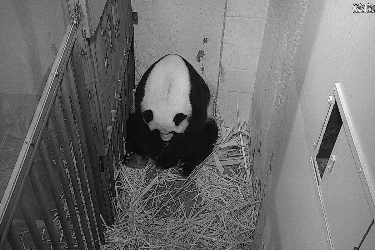In this image from video provided by the Smithsonian National Zoo, Mei Xiang is seen after givi ...