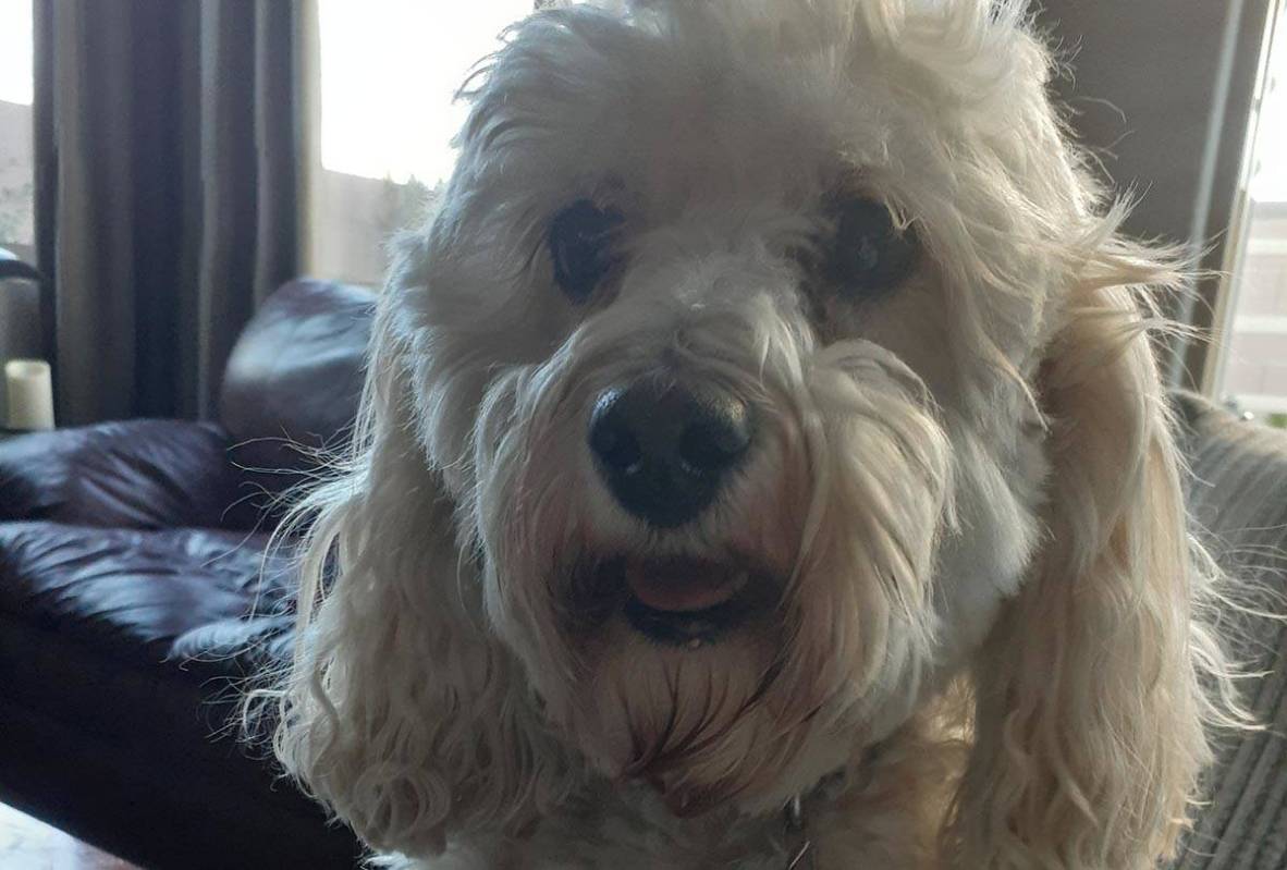 The average cost of owning a dog can range from $650 to nearly $2,300 a year, according to a su ...
