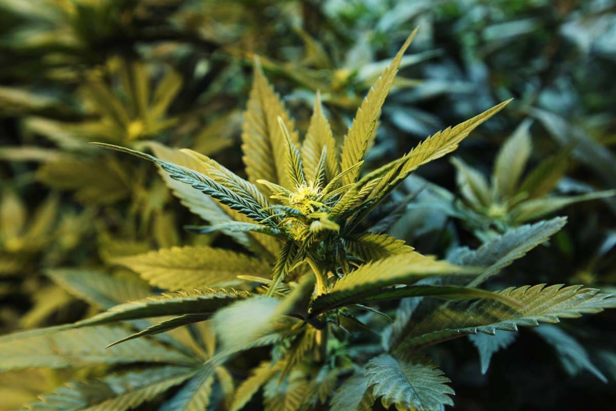 FILE - This Wednesday, Nov. 7, 2012 file photo shows a medical marijuana plant at a dispensary ...