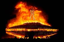 The "Man" burns on the Black Rock Desert at Burning Man festival near Gerlach in 2013. (Andy B ...