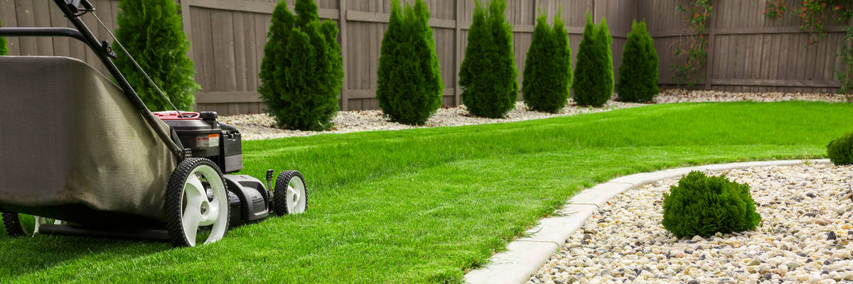 Hybrid fescue grass has a narrower blade and grows a little slower, which means it doesn't need ...
