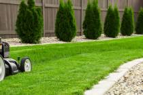 Hybrid fescue grass has a narrower blade and grows a little slower, which means it doesn't need ...