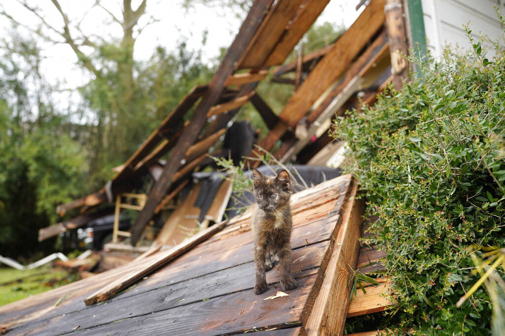 A cat walks through debris at Chris Johnson's home on Thursday, Aug. 27, 2020, in Lake Charles, ...
