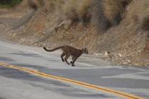 This 2013 photo shows mountain lion P-23 crossing a road in the Santa Monica Mountains. (Nation ...