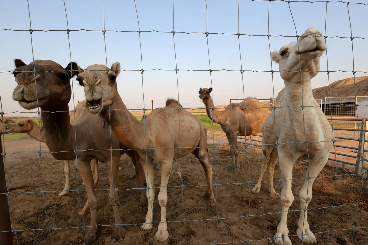 Guy Seeklus, who owns the 176-acre attraction Camel Safari in Bunkerville, an hour north of Las ...
