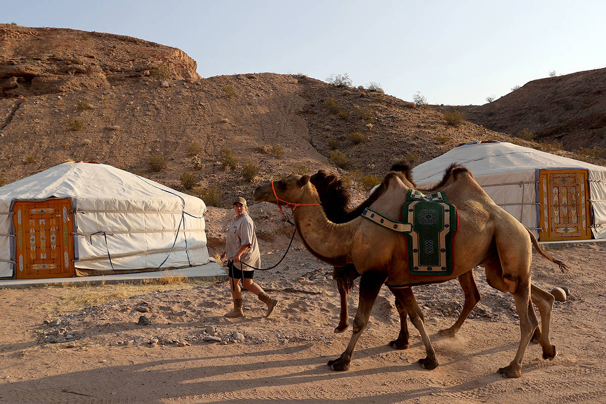 Rent a Mongolian ger at Camel Safari in Bunkerville, where visitors can interact with animals s ...