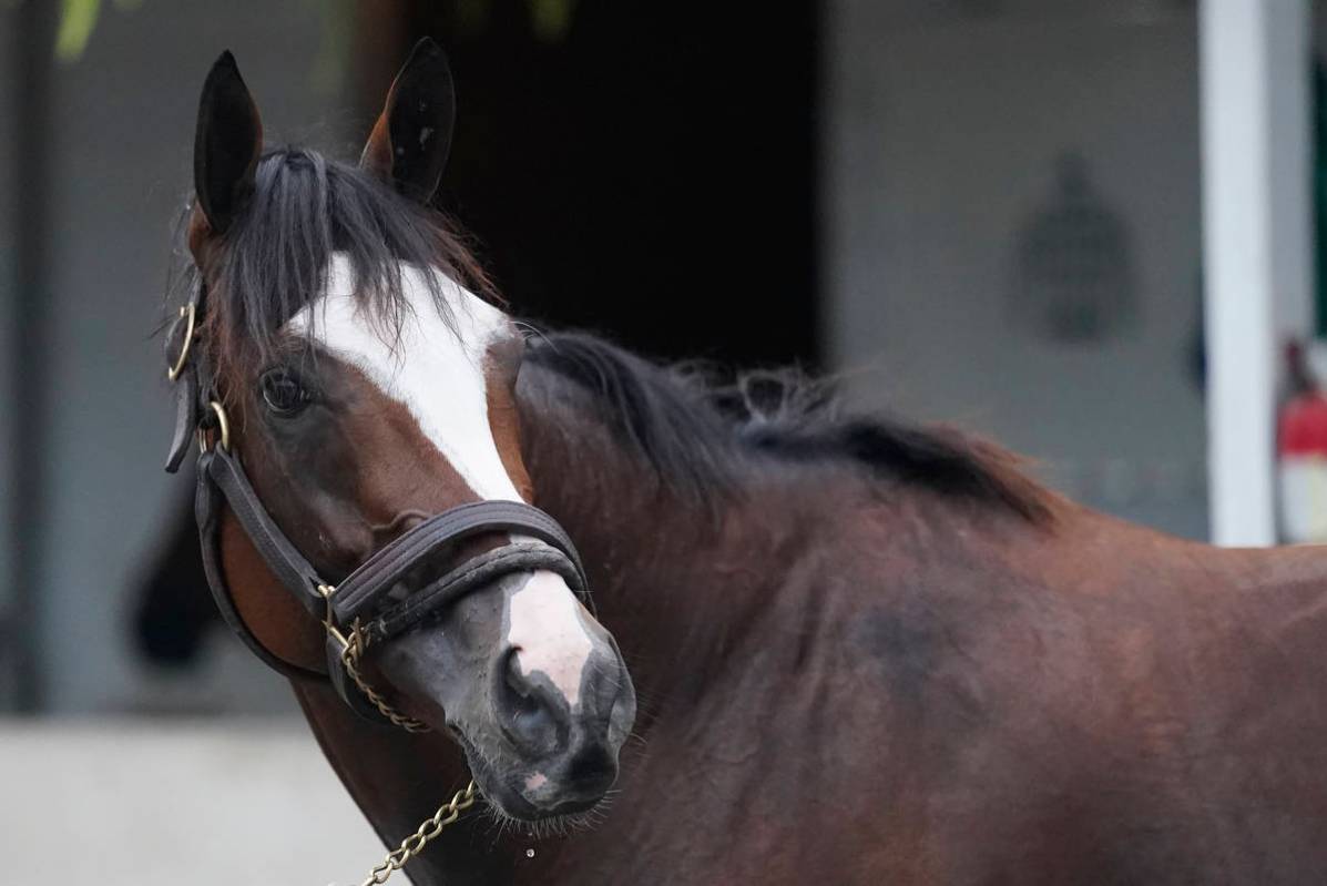 Kentucky Derby entry Tiz the Law gets a bath following a workout at Churchill Downs, Wednesday, ...