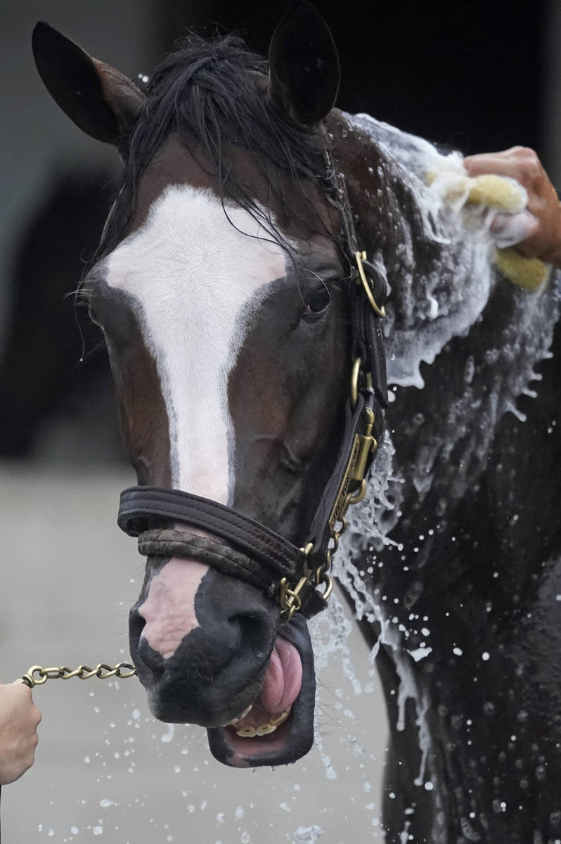 Kentucky Derby entry Tiz the Law gets a bath following a workout at Churchill Downs, Wednesday, ...