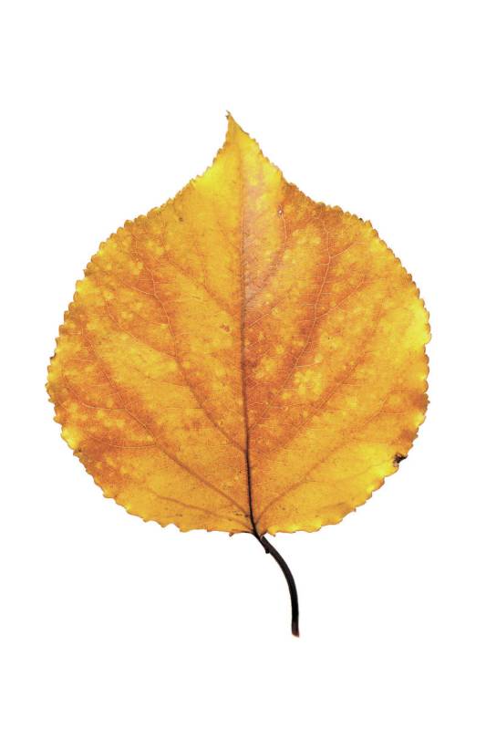 leaf isolated on white background.