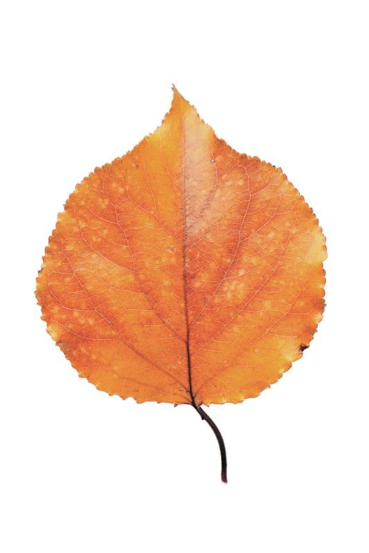 leaf isolated on white background.