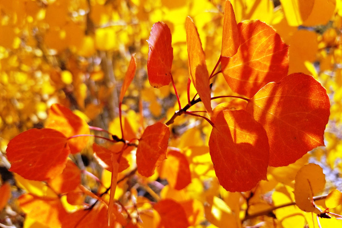 Aspen leaves in yellow and light orange along the South Loop trail in early October 2019. (Nata ...