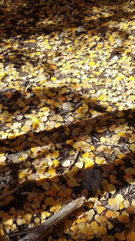Lee Canyon's floor is blanketed with gold aspen "coins" along the Upper Bristlecone trail. (Nat ...