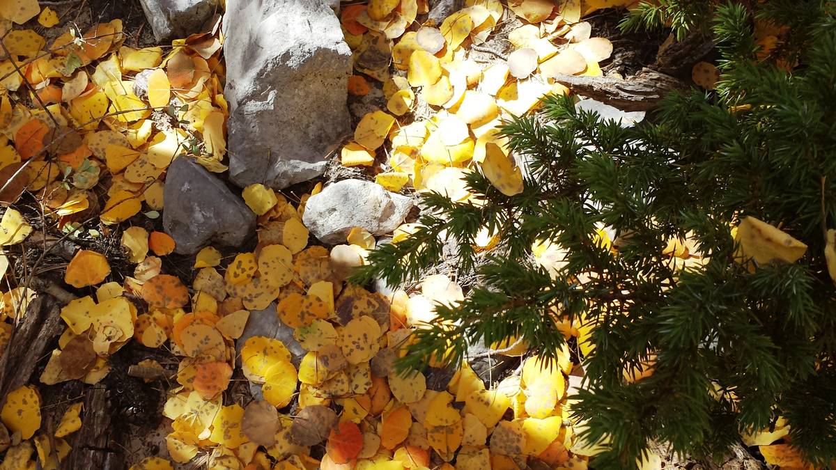 Lee Canyon's floor is blanketed with gold aspen "coins" along the Upper Bristlecone trail. (Nat ...