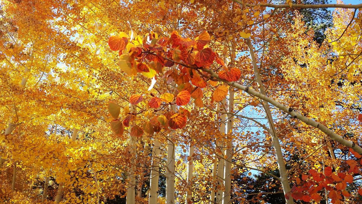 Aspen trees, such as these on the border the Lee Canyon ski resort, love open skies and sunshin ...