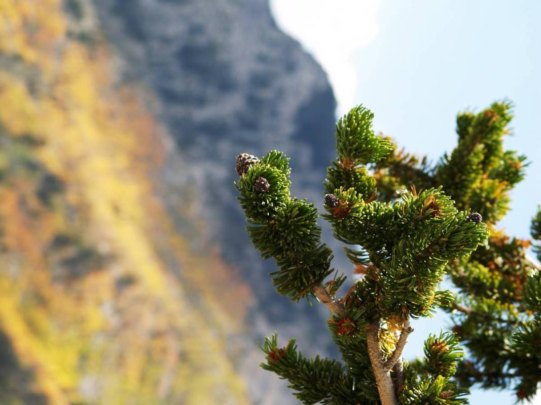 Photos taken of mountainside aspens at higher elevations seen from the path during a Trail Cany ...