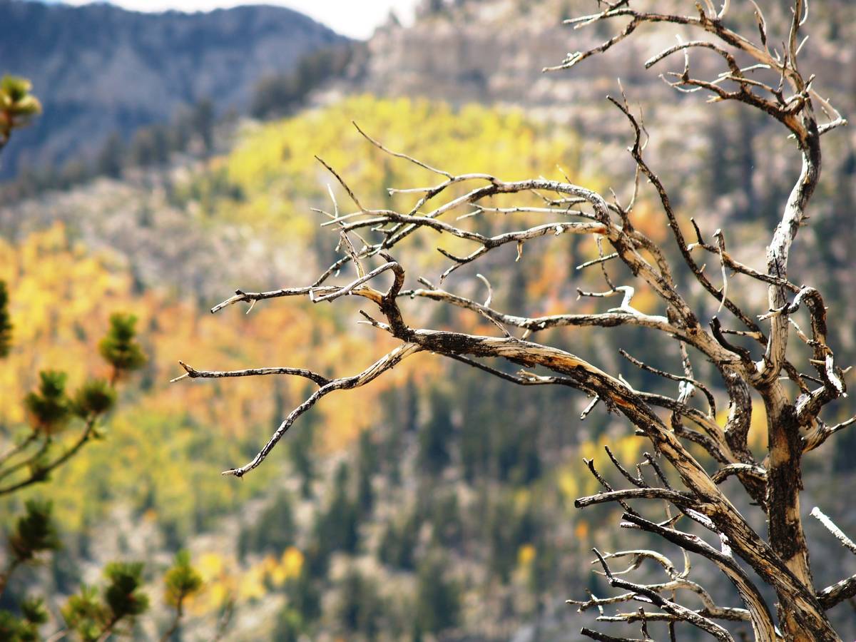 Photos taken of mountainside aspens at higher elevations seen from the path during a Trail Cany ...
