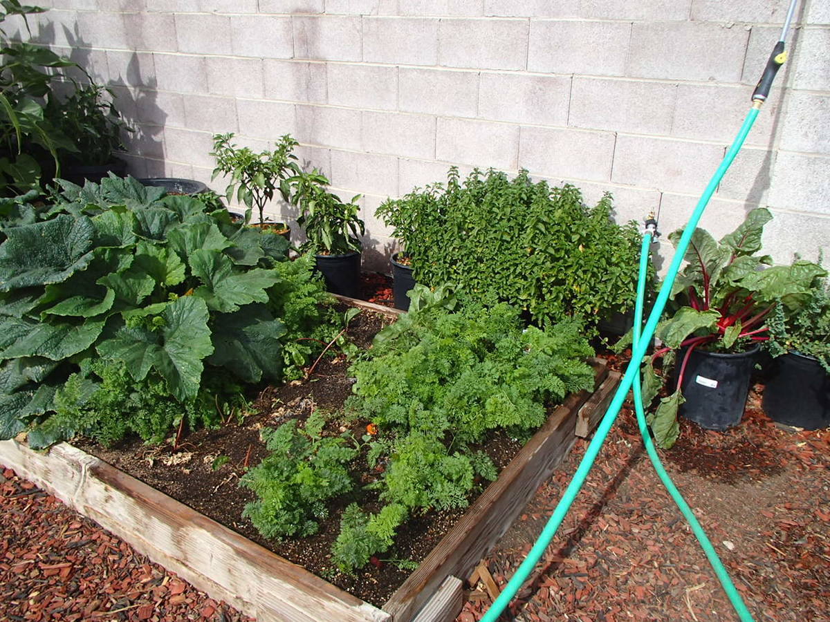 Carrots and most other root crops are usually not planted as transplants but planted directly i ...