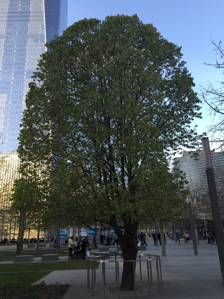 9/11 Survivor Tree seedlings 'doing very well' in Las Vegas, Local Las  Vegas