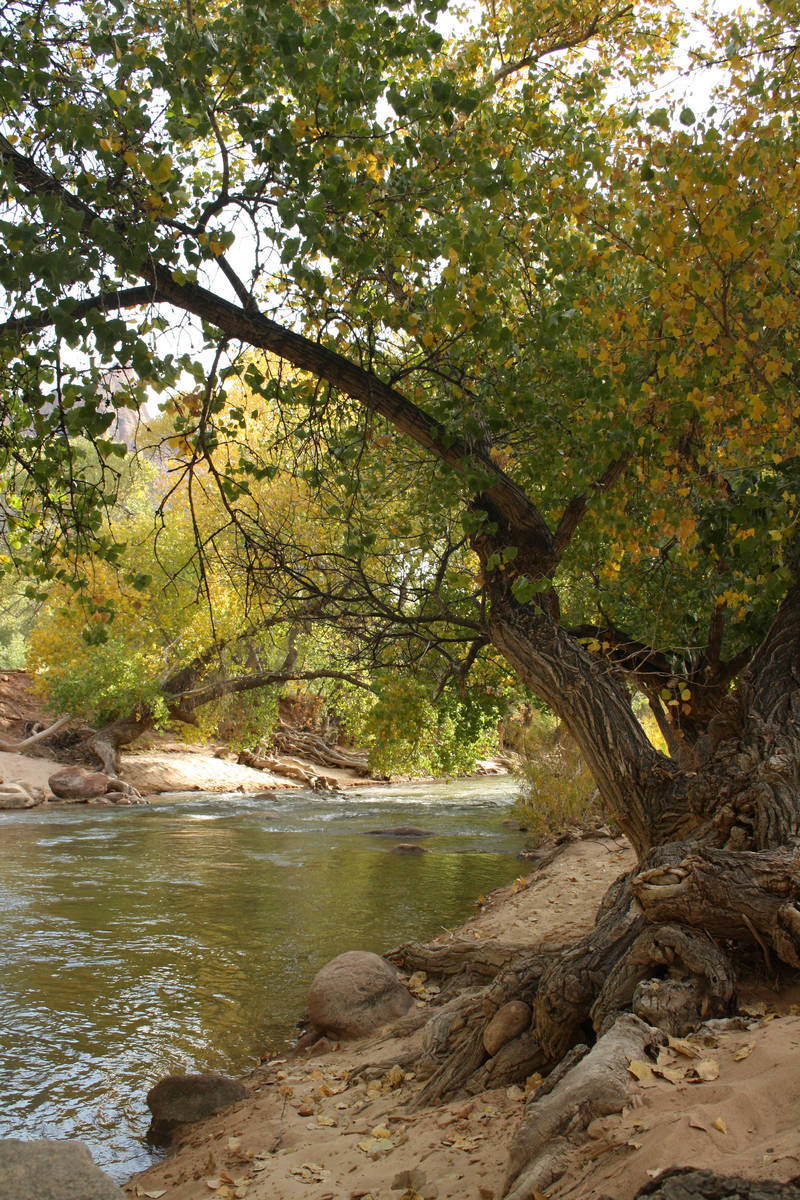 The Pa’rus Trail flanks the North Fork of the Virgin River in Zion National Park. (Debor ...