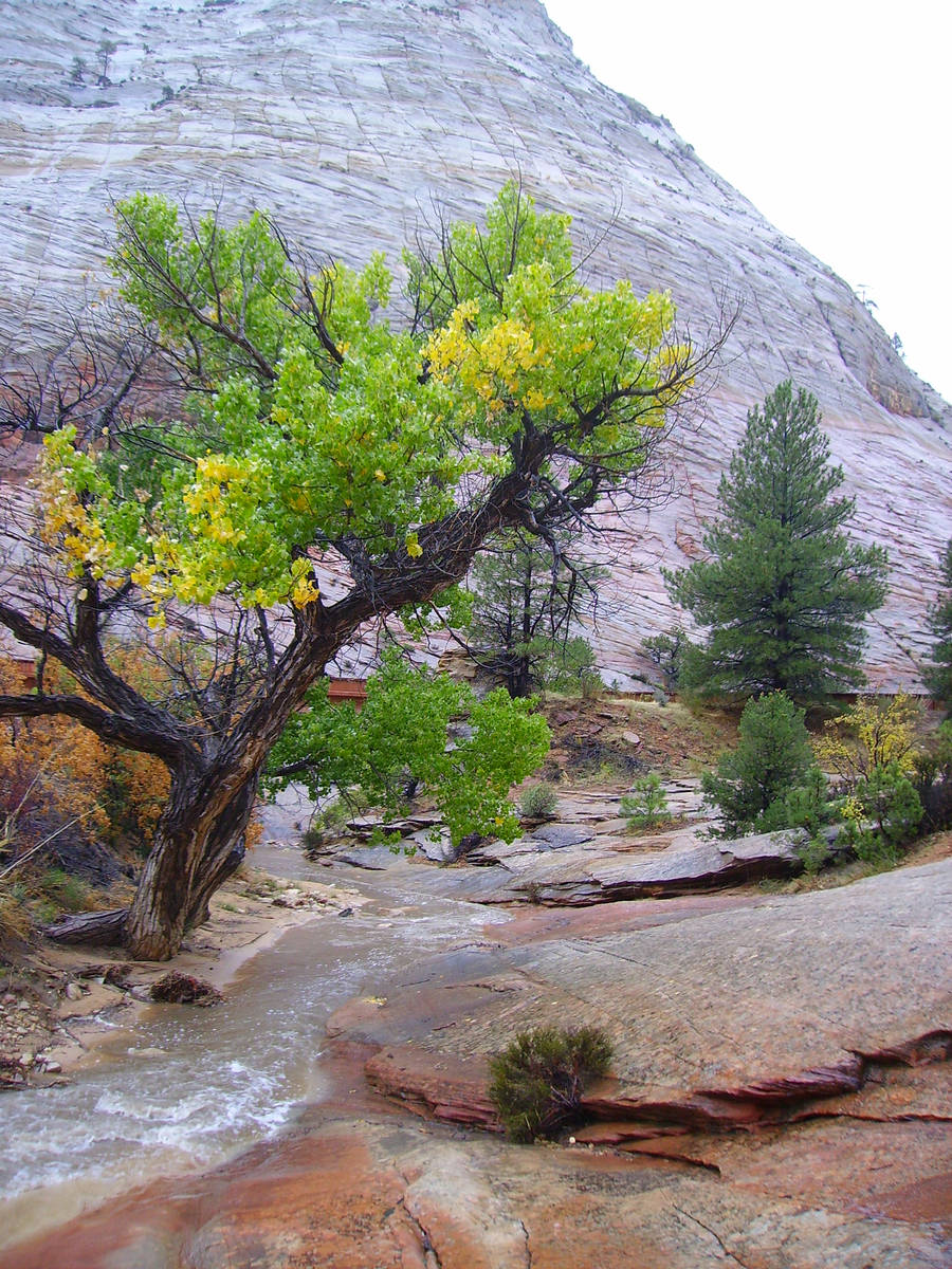 The paved Pa’rus Trail is open to all hikers and those with strollers, bicycles or wheel ...