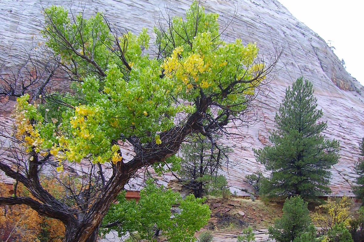 The paved Pa’rus Trail is open to all hikers and those with strollers, bicycles or wheel ...