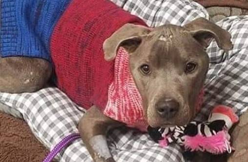 Athena (The Animal Foundation via Instagram)