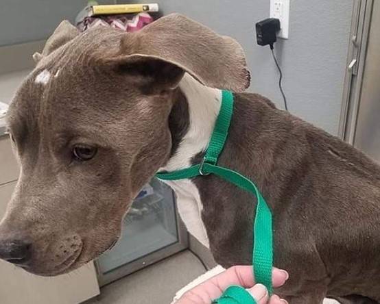 Athena (The Animal Foundation via Instagram)