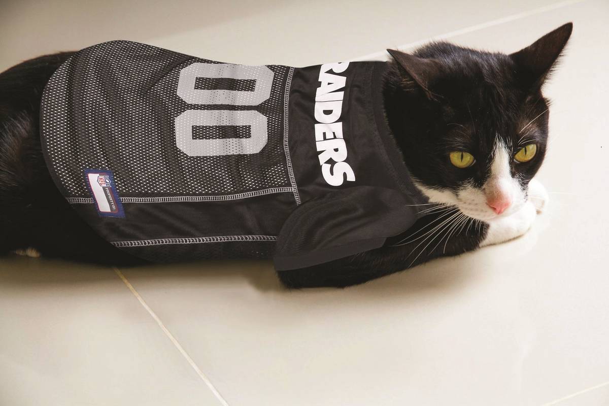 Don't forget your feline: Here's a Raiders jersey suitable for a cat. (Chewy.com)