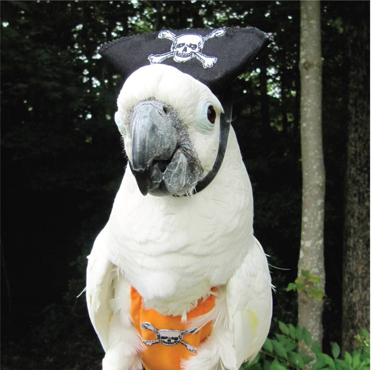 Let your parrot's inner pirate shine with the pirate FeatherWear flight suit and hat. (flightqu ...