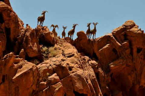 Bighorn sheep look down on hikers on the Mouse's Tank trail at Valley of Fire State Park. (Las ...