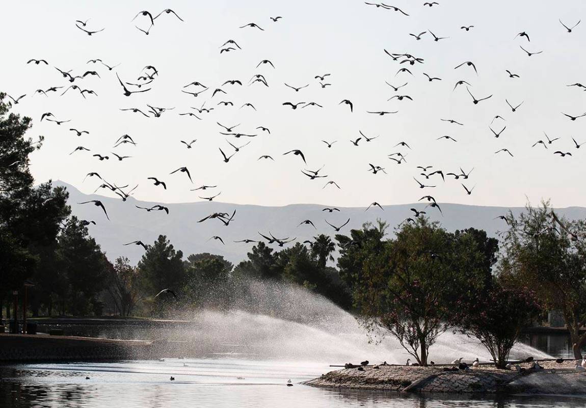 A flock of pigeons fly over Sunset Park pond on Thursday, Sept. 24, 2020, in Las Vegas. With a ...