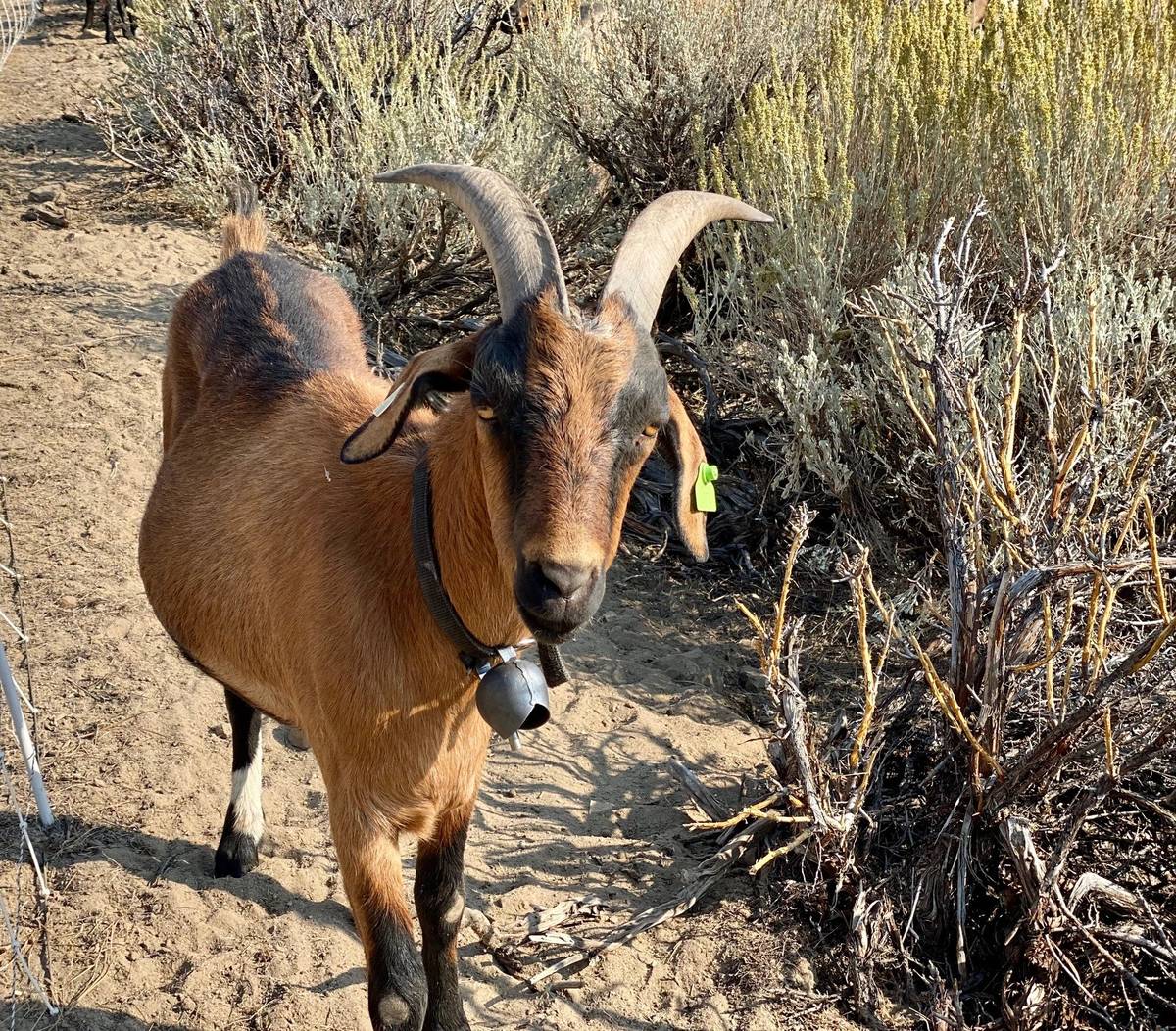 Nevada Goats Lend Their Talents To Wildfire Prevention Las Vegas