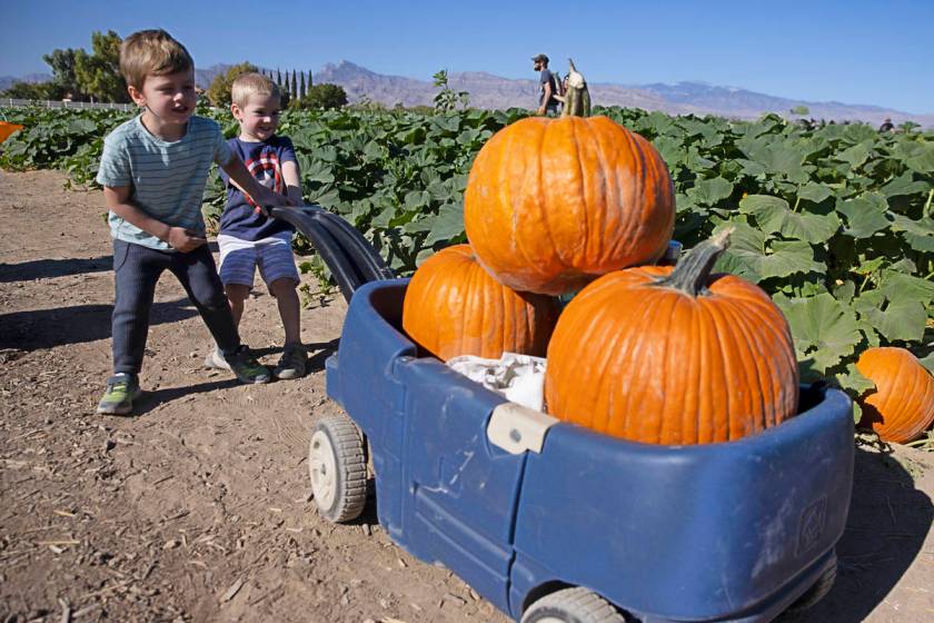 Pumpkin patches set to open under pandemic rules Las Vegas ReviewJournal