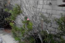 Oleander leaf scorch disease, although rare, is fatal for oleander with no cure in sight. (Bob ...