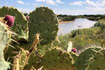 Cactus flanks the banks of the Rio Grande as boaters in the distance navigate the shallow river ...