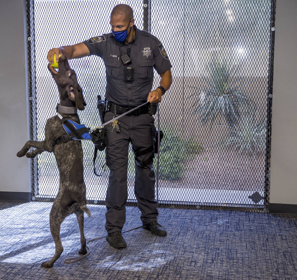 Nevada Highway Patrol Trooper Clifton Davis rewards Skipper, a German shorthaired pointer, foll ...