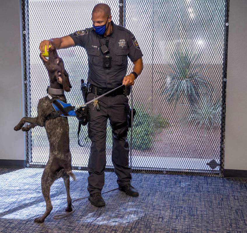 Nevada Highway Patrol Trooper Clifton Davis rewards Skipper, a German shorthaired pointer, foll ...