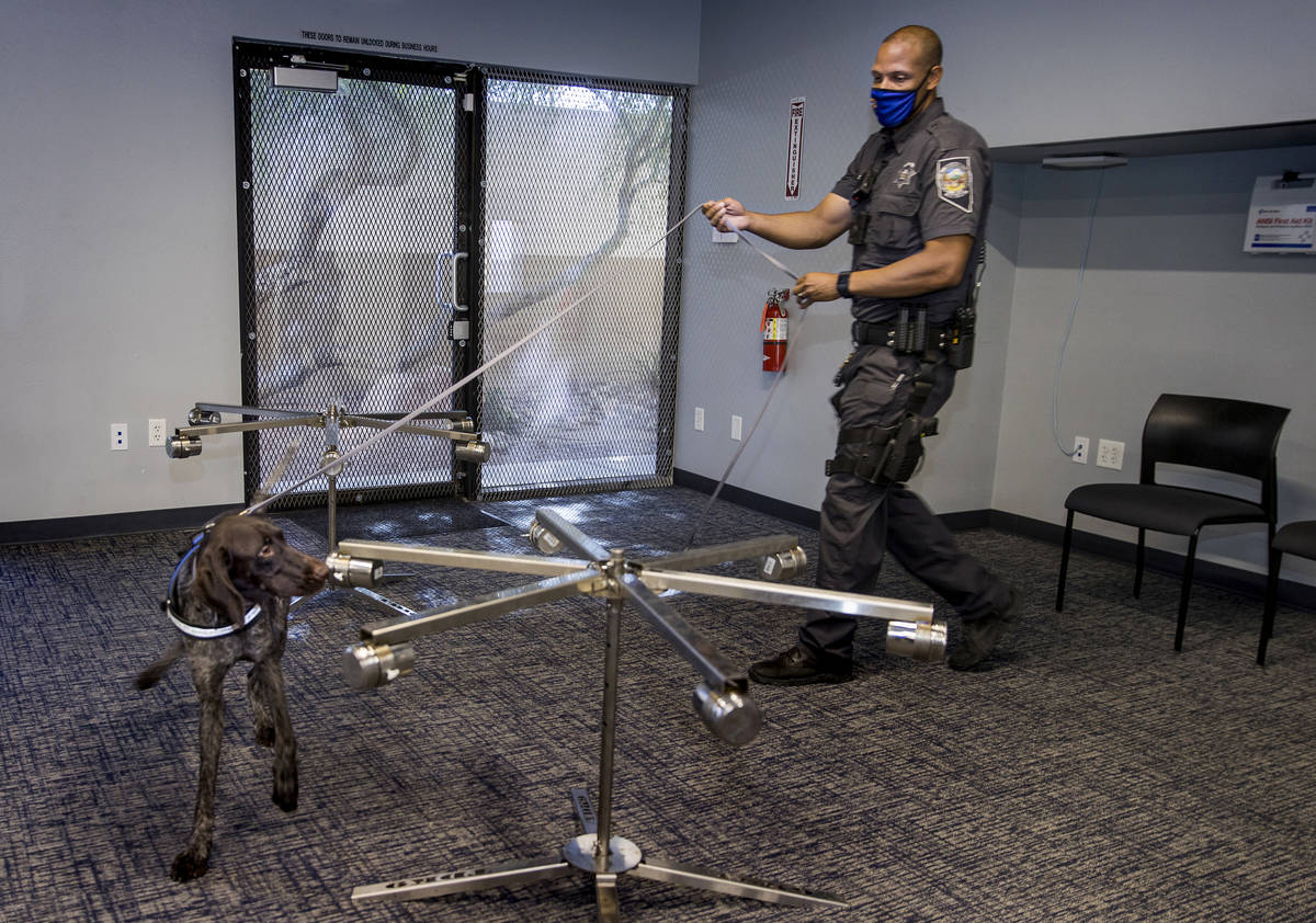 Nevada Highway Patrol Trooper Clifton Davis leads Skipper, a German shorthaired pointer, alerti ...