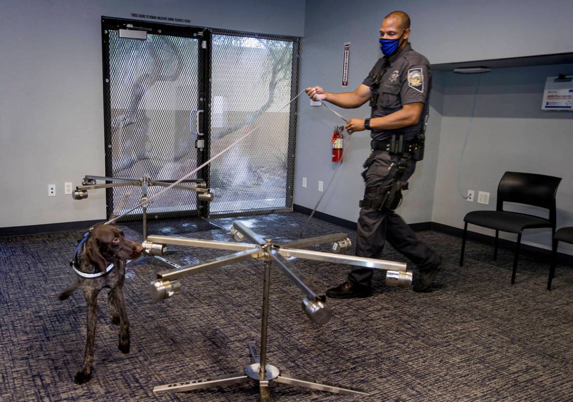 Nevada Highway Patrol Trooper Clifton Davis leads Skipper, a German shorthaired pointer, alerti ...
