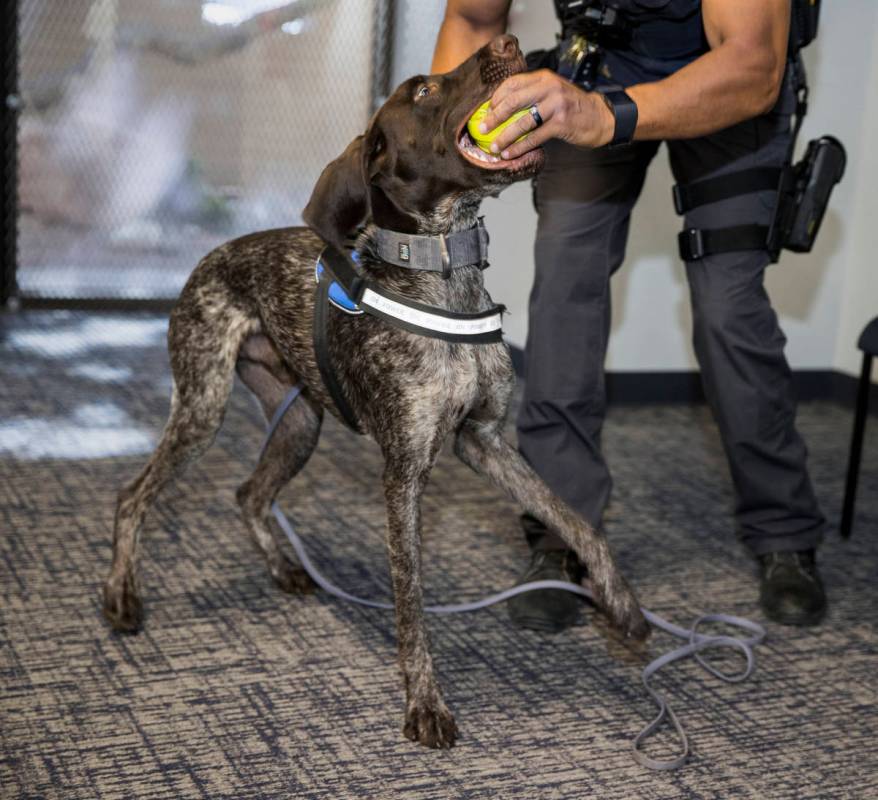 Nevada Highway Patrol Trooper Clifton Davis rewards Skipper, a German shorthaired pointer, foll ...