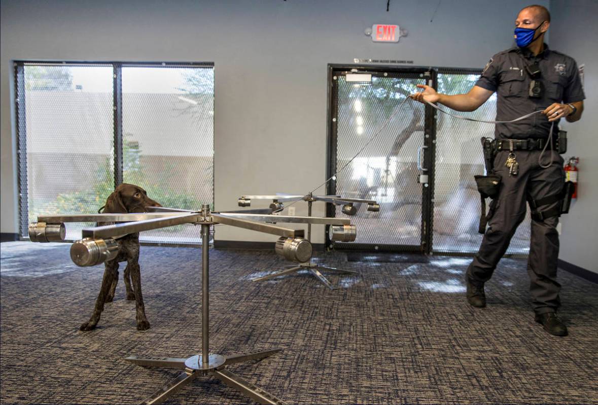 Nevada Highway Patrol Trooper Clifton Davis leads Skipper, a German shorthaired pointer, alerti ...