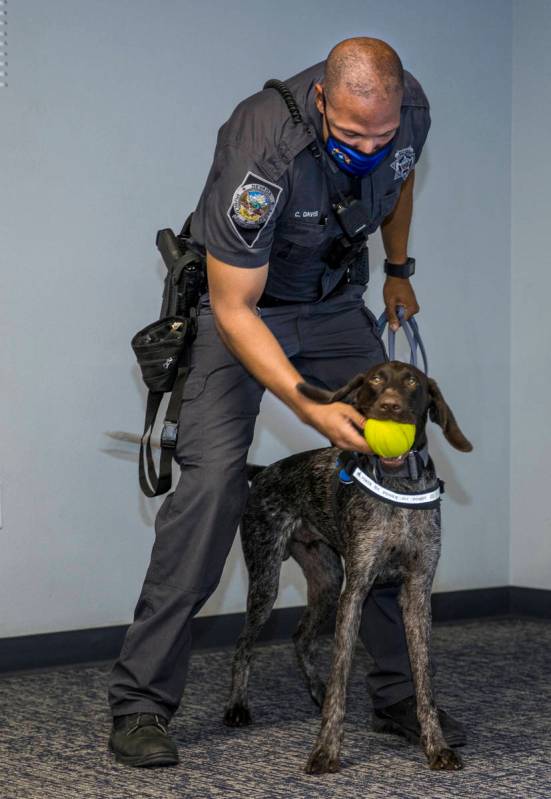 Nevada Highway Patrol Trooper Clifton Davis rewards Skipper, a German shorthaired pointer, foll ...