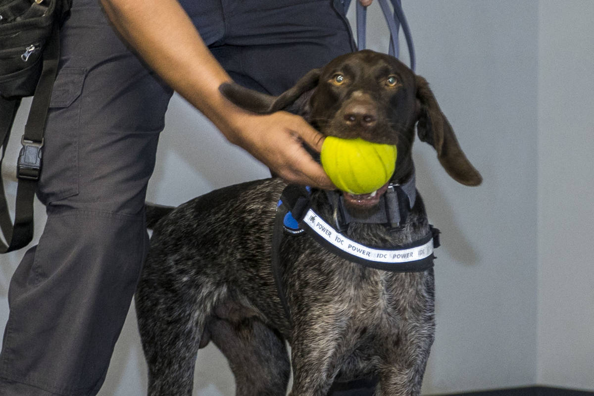 Nevada Highway Patrol Trooper Clifton Davis rewards Skipper, a German shorthaired pointer, foll ...