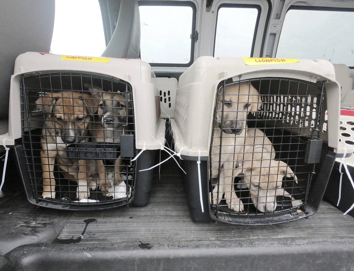 Puppies await transport to the Berkshire Humane Society after a plane full of a few dozen puppi ...