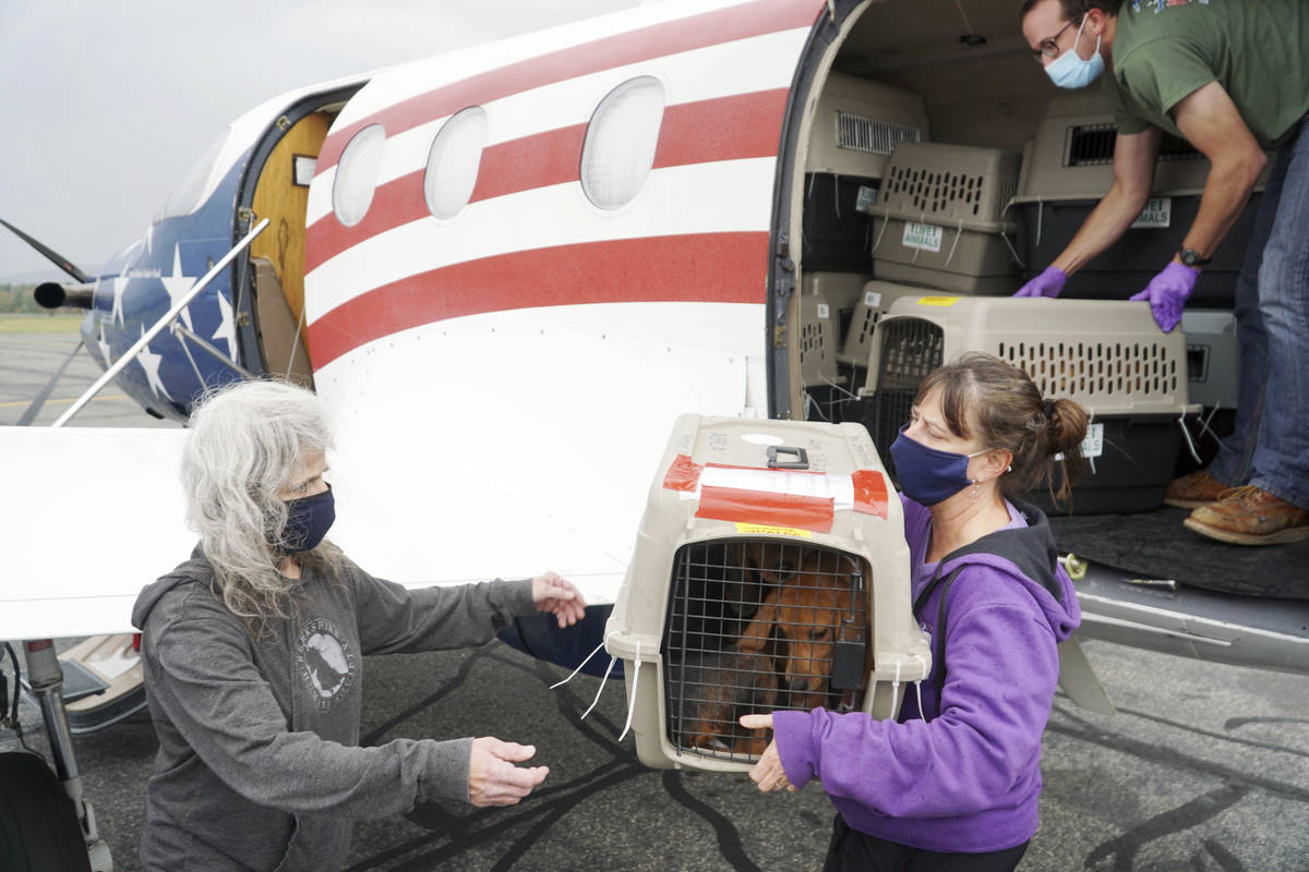 A plane full of a few dozen puppies arrives at Pittsfield Municipal Airport in Pittsfield, Mass ...