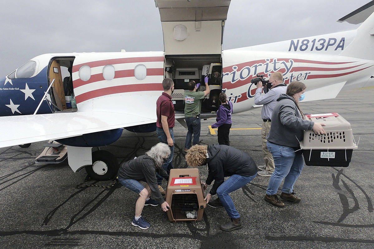 A plane with several dozen puppies arrives at Pittsfield Municipal Airport in Pittsfield, Mass. ...