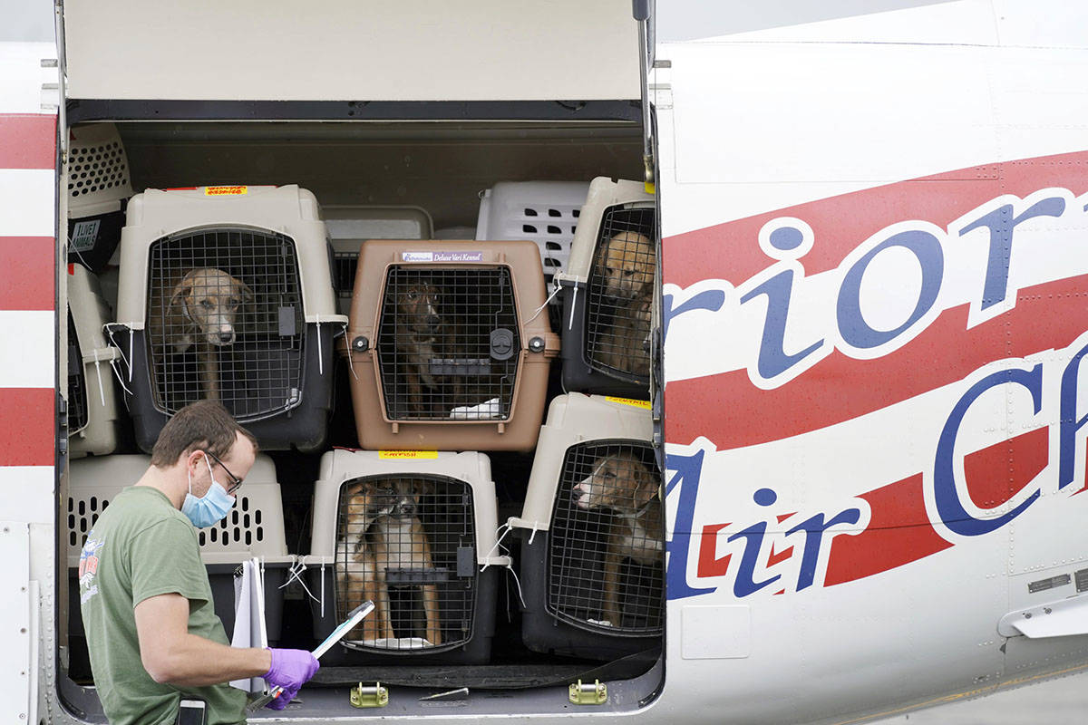 A plane with several dozens of puppies arrives at Pittsfield Municipal Airport in Pittsfield, M ...