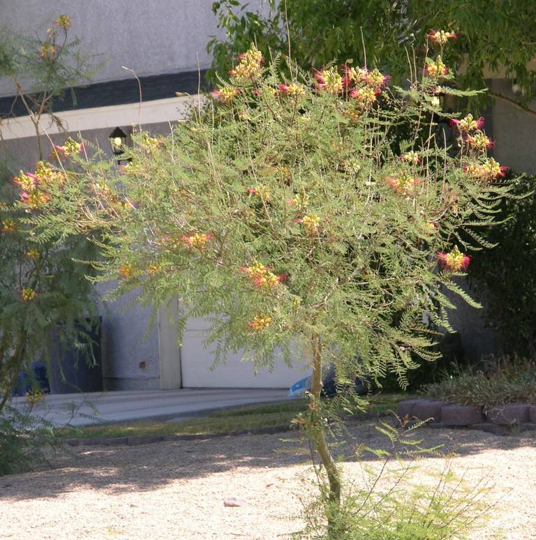 This bird of paradise with yellow flowers and red stamens is from South America. (Bob Morris)