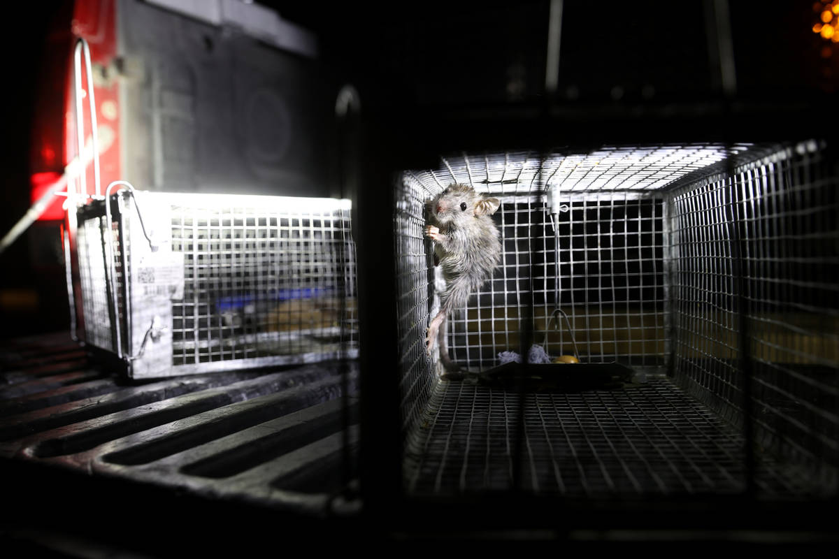 A roof rat captured at a Henderson home by Micheal Linton, a pest and wildlife manager with Des ...