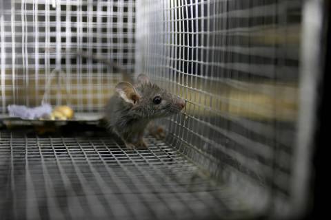 A roof rat captured at a Henderson home by Micheal Linton, a pest and wildlife manager with Des ...